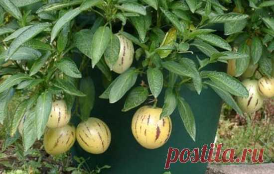 Пепино: выращивание из семян, технология, фото, выбираем посадочный