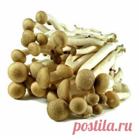 Шимеджи - характеристика этих грибов, рецепты их приготовления