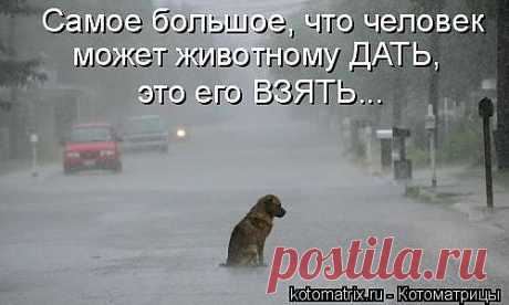 Котоматрица: Круть