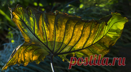 Old And Tattered Backlit Leaf | I love leaves that glow from… | Flickr