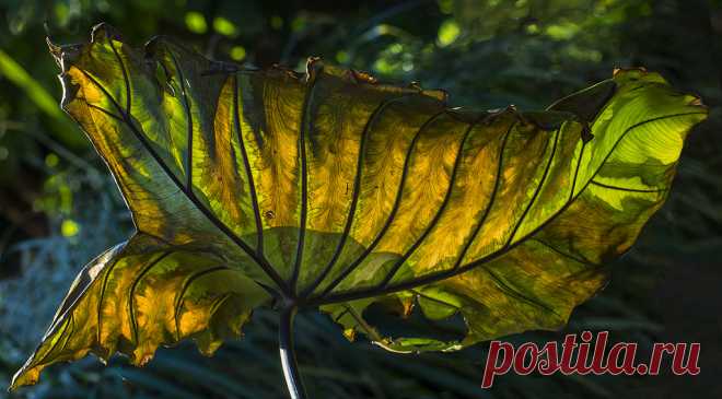 Old And Tattered Backlit Leaf | I love leaves that glow from… | Flickr