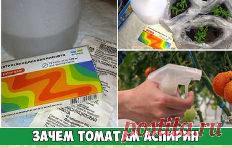 Зачем томатам аспирин
Секретная подкормка томатов
Самый обычный аспирин, который вы можете купить в любой аптеке, может положительно повлиять на иммунитет томатов. А многие до сих пор считают, что он нужен только людям... В этой статье я расскажу как его использовать для подкормки томатов.
Он поможет избежать фитофтороза...
Подкармливаем аспирином
С фитофторозом я стакивался много раз за свою жизнь и использовал различные методы для борьбы с ним, но однажды я вычитал в одном журнале про воду на