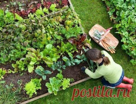 УМНЫЙ ОГОРОД:НАБИРАЕМСЯ ОПЫТА - МЕТОД &quot;БЕЗ ПЕРЕКОПКИ&quot;