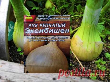 Самый лучший ЛУК ЭКСИБИШЕН, пора сеять на рассаду,чтобы лакомится им все лето