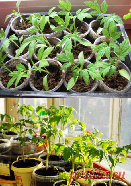 Рассада помидоров – выращиваем по всем правилам