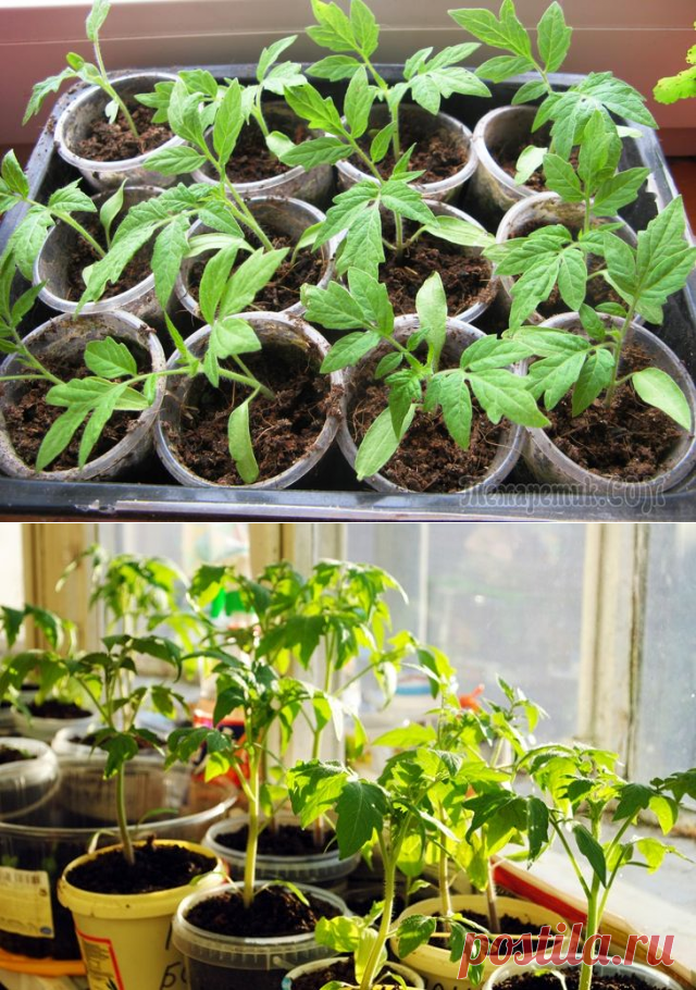 Рассада помидоров – выращиваем по всем правилам