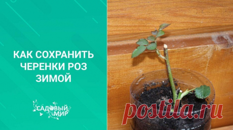 Как сохранить черенки роз зимой — Смотреть в Эфире Как сохранить черенки роз зимой. Если черенки роз укоренились только в конце лета, то корни слишком слабые, чтобы черенок зимовал в грунте. Черенки р…
