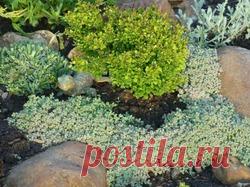 Почвопокровные очитки в моем саду. Пополнение коллекции.: Группа Клумбы и цветники