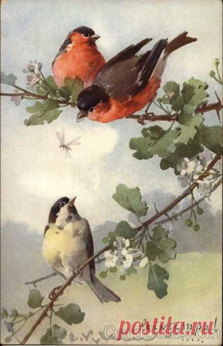(723) Three birds in tree C. Klein | Arte per le mie pareti