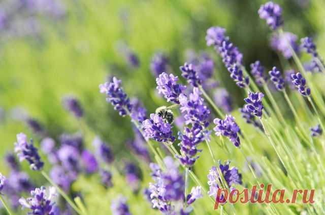 Царица аромата. Как вырастить лаванду в средней полосе
