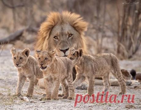 Смешная дикая природа