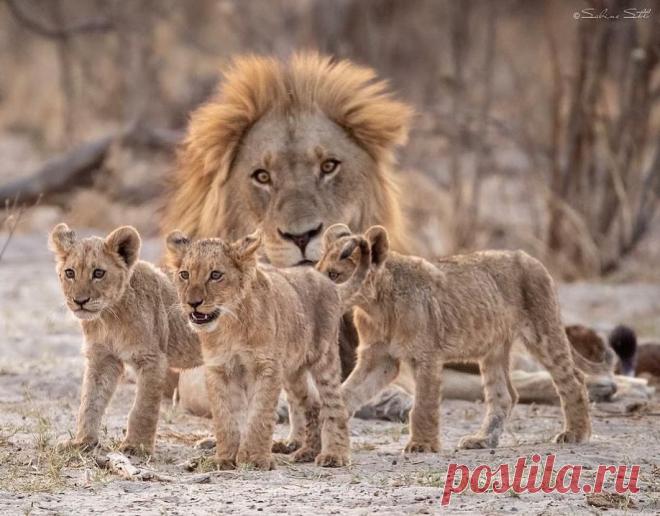 Смешная дикая природа