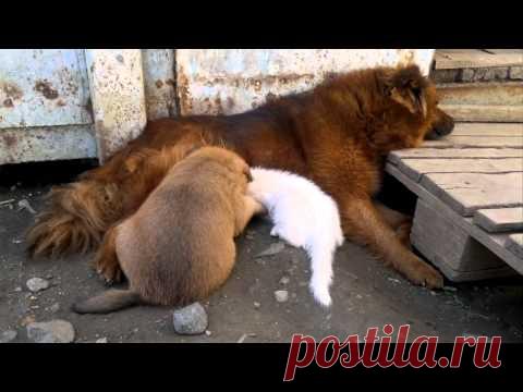 Вместе с родным щенком собака вскормила глухого котенка