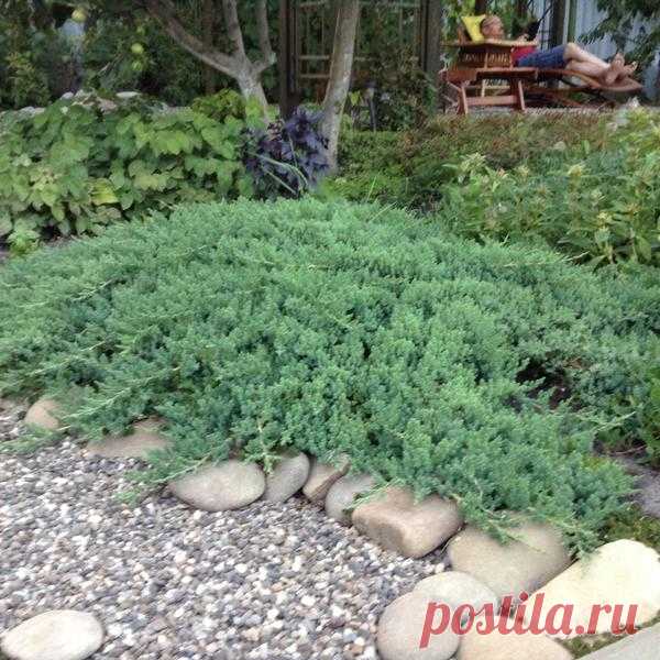 Можжевельник в саду - за и против / 7dach.ru