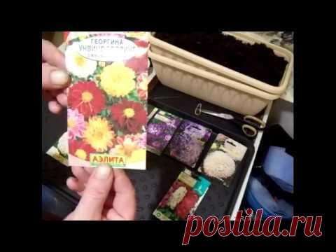 Сеем однолетники Часть-2. Сеем астры циннии георгину в улитку. Сорта астр, цинний