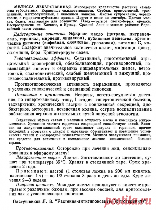 Мелисса лекарственная