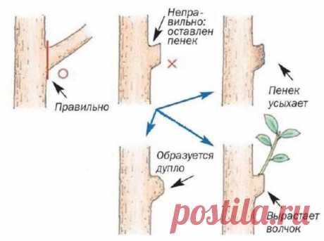 Главные правила осенней обрезки плодовых деревьев и кустов: когда и как правильно это делать