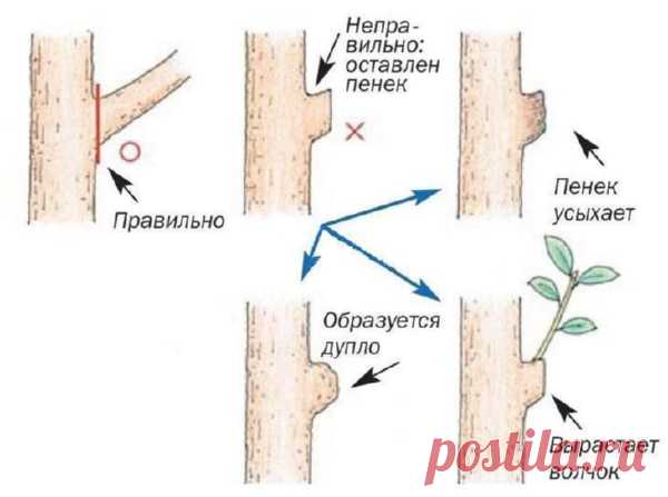 Главные правила осенней обрезки плодовых деревьев и кустов: когда и как правильно это делать