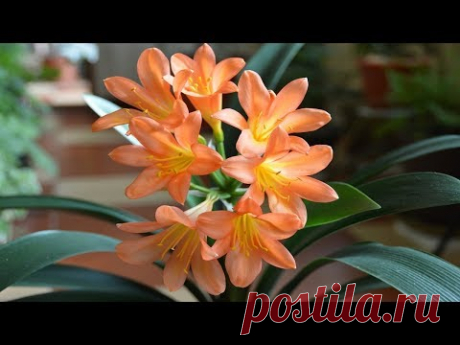 Кливия. Особенности ухода за кливией. Замечательное цветение!