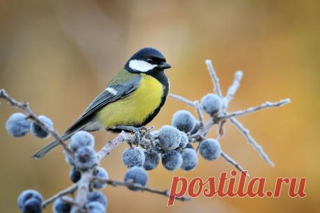 Синицы спешат на помощь — как эти птицы помогают саду? Фото — Ботаничка