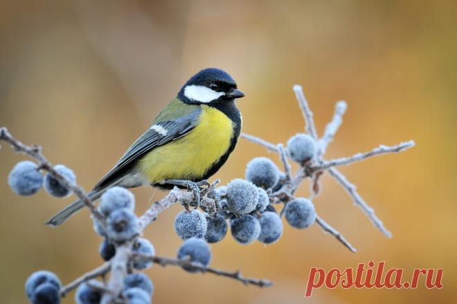 Синицы спешат на помощь — как эти птицы помогают саду? Фото — Ботаничка