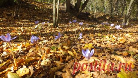 (49) Одноклассники