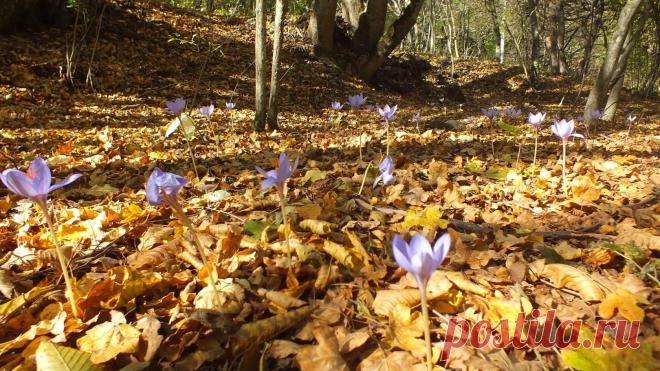 (49) Одноклассники