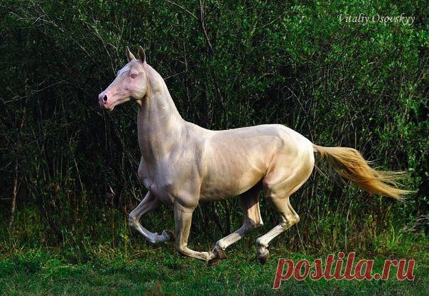 изабелловый ахалтекинец