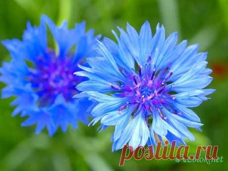 Василек синий. | Советы Народной Мудрости
