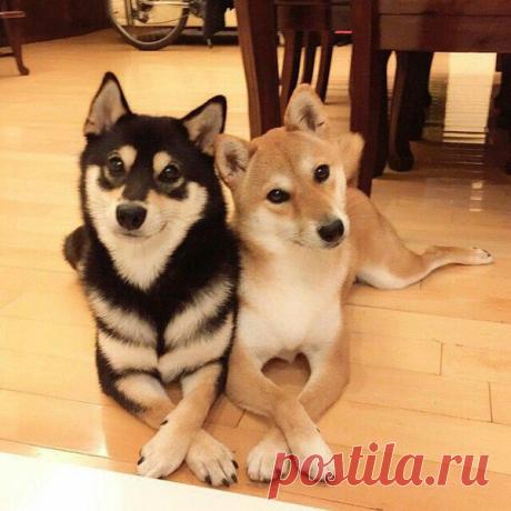 Милота этого фото зашкаливает)))