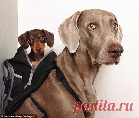 Собачья дружба. Фото..