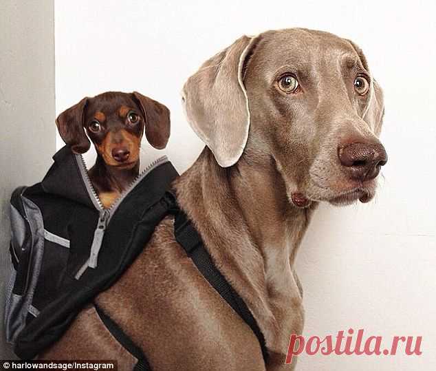 Собачья дружба. Фото..