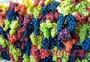 Осенняя обрезка винограда