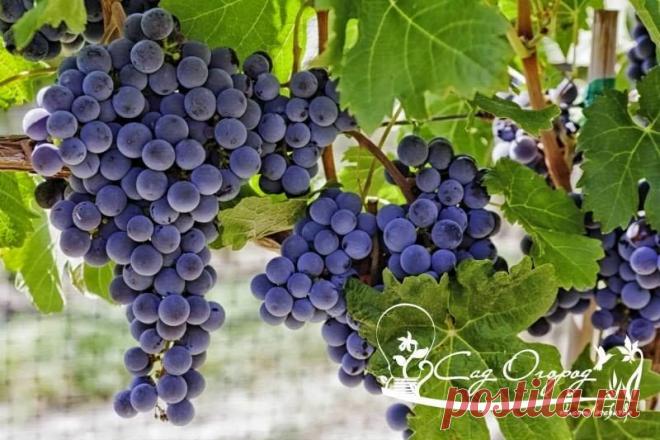 Сад, огород - СЕМЬ ТИПИЧНЫХ ОШИБОК ПРИ ВЫРАЩИВАНИИ ВИНОГРАДА...