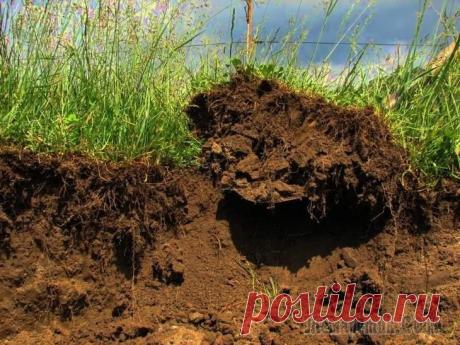 Раскисление почвы – как сделать участок на даче плодородным?