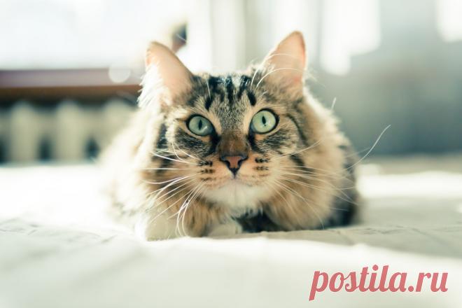 Советы для владельцев кошек — Делимся советами