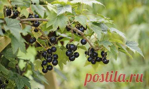 Как обрезать старый куст черной смородины, чтобы его омолодить