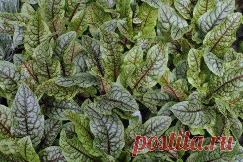 Полезные свойства щавеля. | Советы Народной Мудрости