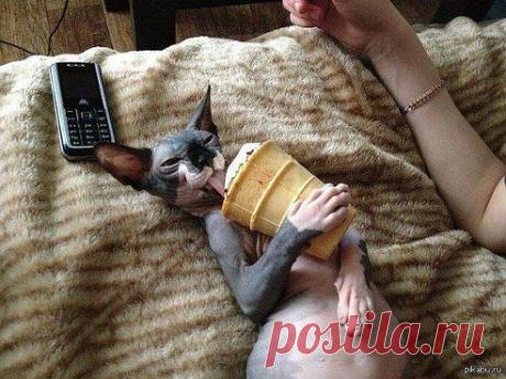 Просто кот , который ест мороженку , листай дальше :)