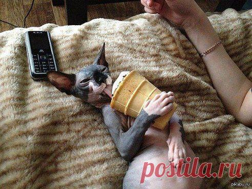 Просто кот , который ест мороженку , листай дальше :)