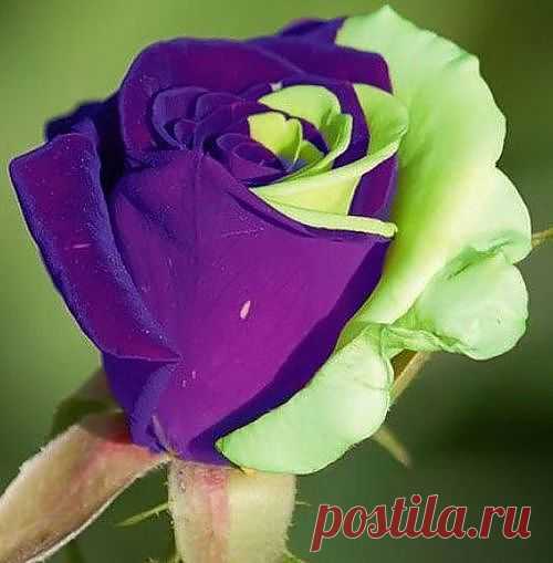 Purple Green Mix Rose Bud | Flowers