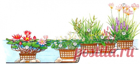 Какие растения выбрать для пруда. Садовые водные растения | Любимые цветы