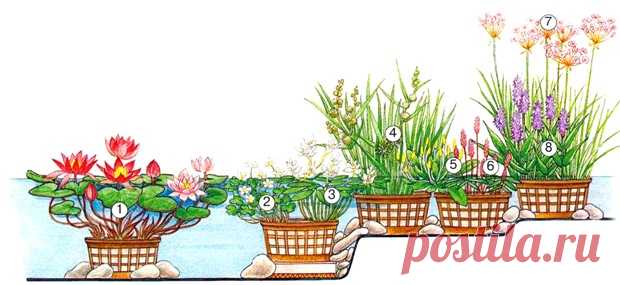 Какие растения выбрать для пруда. Садовые водные растения | Любимые цветы