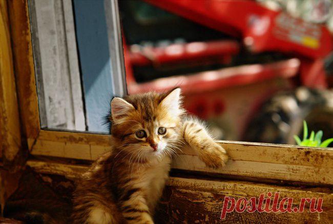 Животные, которые не сомневаются в своей крутости