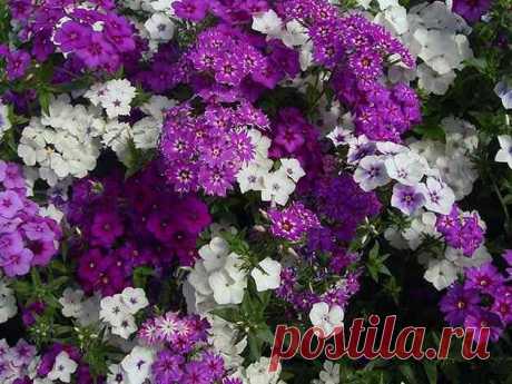 Как вырастить флоксы