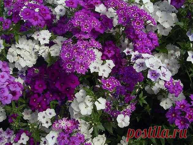 Как вырастить флоксы