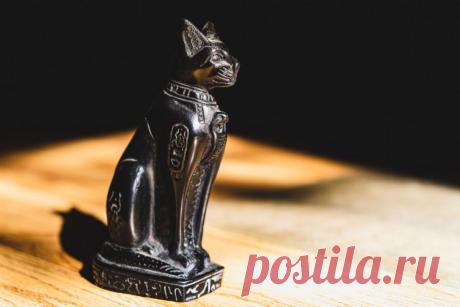 Приметы и суеверия о кошках: что сулит удачу, а что – беду? | ikoshkiru - Мир кошек | Дзен