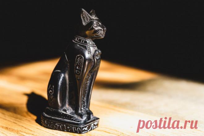 Приметы и суеверия о кошках: что сулит удачу, а что – беду? | ikoshkiru - Мир кошек | Дзен