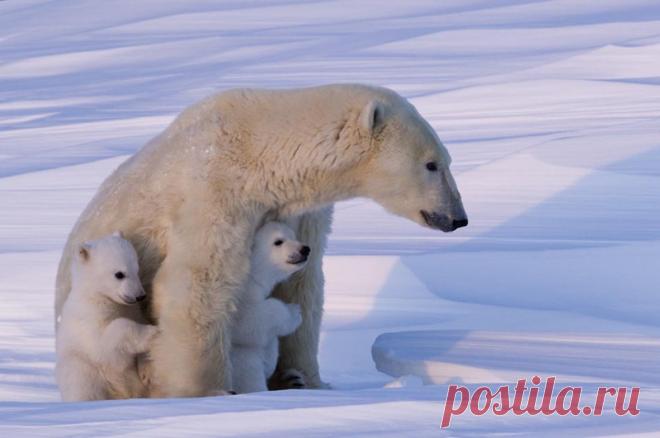 Чтобы сделать эти фотографии с полярными медведями, потребовалось 117 часов ожиданий в 50-градусный мороз