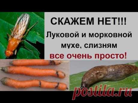 Как избавиться от луковой, морковной мухи, слизней и т.д.